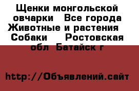 Щенки монгольской овчарки - Все города Животные и растения » Собаки   . Ростовская обл.,Батайск г.